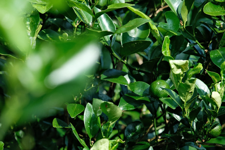 Continue your Okinawan wellness journey